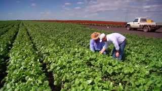 Queensland Agriculture opportunities for growth [upl. by Ecyt451]