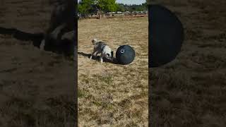 Border Collie with a Herding Ball CollieBall [upl. by Ainollopa]