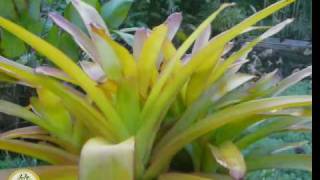 Bromeliad Aechmea Blanchetiana Rubra [upl. by Nyrmac]