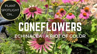 Coneflower Echinacea Beautiful Long Blooming Sun Loving Perrenial amp Polinator Magnet [upl. by Hornstein]