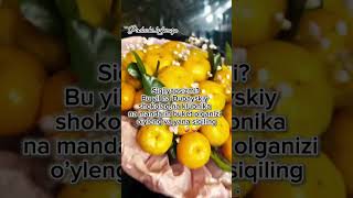 Mandarin buket🍊zakazga998934982996flowersfruitbouquetlobarxonflowersmandarinbuketmandarin [upl. by Atiuqin]