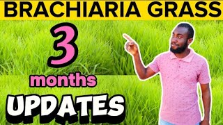 Week 12 How To Grow BRACHIARIA GRASS  MULATO GRASS Updates On The Grass and Time For Harvesting [upl. by Essyle]