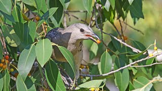 Bowerbird Greater [upl. by Okoyik581]