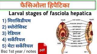 Fasciola hepatica  liver fluke  fasciola larva stage मीरा सिडीयमस्पोरो सिस्ट  bsc 1st year [upl. by Levona]