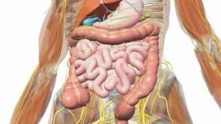 Gallbladder  Understanding Your Gallbladder [upl. by Ekyt833]