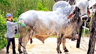 Huge Grey Brahman Bull  UN Farm [upl. by Gnilrac825]