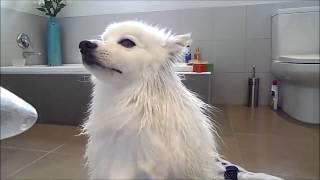 Grooming a Spitz [upl. by Aicia]