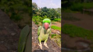 parrot price in Amazon Flipkart online parrot 126 short shorts parrot [upl. by Annehs604]