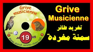 تغريد سمنة مغردة Zorzal común chant de grive musicienne [upl. by Eiramanad]