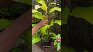 HELPING PHILODENDRON PLANT🙂🙂  GARDEN trending youtubeshorts [upl. by Ellerahs120]