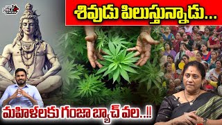 Lady Volunteer Ankamma Targets Women For Ganja Smuggling  AP Politics  AP News  Wild Wolf Telugu [upl. by Euqirat614]