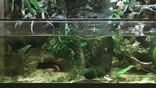 aquarium paludarium vivarium riparium waterfall update maart 2014 [upl. by Eneluqcaj]