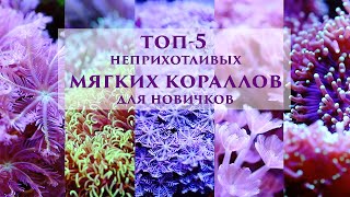 Топ5 неприхотливых мягких кораллов для морского аквариума [upl. by Hulbard]