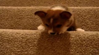 Dogs vs stairs  Cute dog compilation [upl. by Kotto]