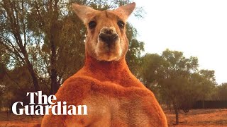 Remembering Roger the ripped kangaroo [upl. by Annahavas]