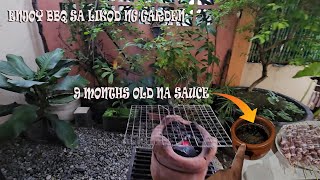 BBQ MUKBANG AT MY BACKYARD GARDEN  Sumasarap dahil sa 9 months old na sauce Yakitori Japanese BBQ [upl. by Ennoid227]