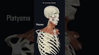 platysma 3danimation human anatomy and physiology sjnursingclasses duet love song 1m fypシ゚ [upl. by Carolyn]