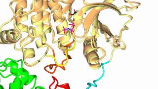 Focal Adhesion Kinase FAK [upl. by Letti]