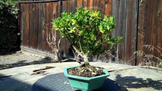 Restoring and Redesigning of an Euonymus Bonsaimp4 [upl. by Alcus]