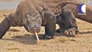 Awesome Facts about Monitor lizard  Vava Suresh  Snake Master  Kaumudy TV [upl. by Paul]