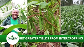 Benefits of inter croppingInter cropping gives additional yield than sole cropping [upl. by Atinauj834]