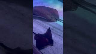 Akvaryum gezisi relaxingmusic relaxing aquarium [upl. by Akemed937]