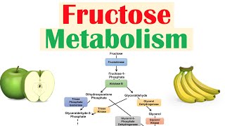 Fructose Metabolism Absorption Fructolysis Regulation and Role in Obesity [upl. by Kylander367]