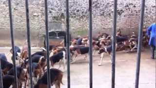 120 hunting dogs being fed at Cheverny France Funny and Amazing [upl. by Annyl]