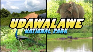 UDAWALAWE NATIONAL PARK Safari  Sri Lanka 4k [upl. by Nicki]