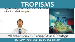 Coordination and Response  Plants  Tropisms  GCSE Biology 91 [upl. by Dilaw]