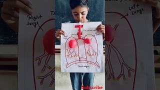 Respiratory system model  Class 7th experiment science memes viralvideo shorts trollface [upl. by Zerline]