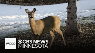 DNRapproved deer hunts seek to control Minnesotas elevated population [upl. by Strephonn]