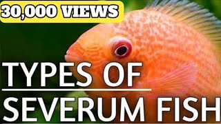 Types of Severum fish  Severum fish  Severum Cichlid  Shivram fish  Severum fish types [upl. by Nrubliw]