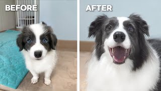 My Border Collie Puppy Growing Up 8 Weeks to 5 Years [upl. by Arhna]