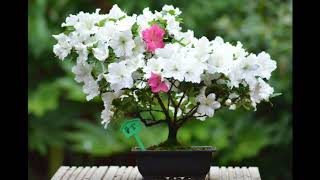 Azalea Bonsai Tree [upl. by Osmen]