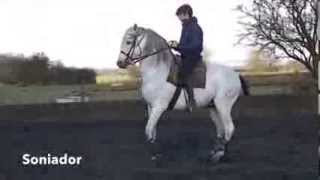 Atkinson Action Horses Training  Soniador [upl. by Llesig156]