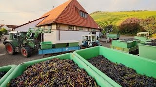 Die Keltern in Korb Steinreinach und Kleinheppach  Weinlese mit Vollernter [upl. by Anirtac470]