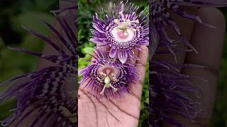 🤯அழகிய கிருஷ்ணகமலம் பூ⁉️l Passion flower  abithaakk passionflower flower shortsfeed shorts [upl. by Eirrahs]