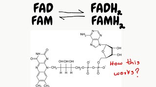 what are FAD and FMN  what are they doing inside of our body [upl. by Tisdale]