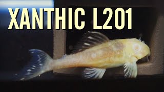 My SUPER RARE Xanthic L201 Snowball Plecos [upl. by Ilwain]