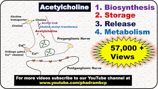 Acetylcholine ACh Cholinergic neurotransmission [upl. by Tamaru]