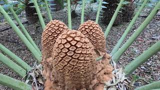 Encephalartos transvenosus  Species Highlight [upl. by Merry]