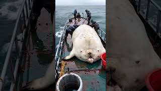 GIANT sea creature caught by fishermen🌊🐟 [upl. by Uphemia]