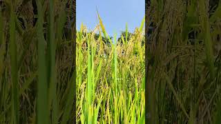 Paddy plant  Rice plant [upl. by Osnola504]