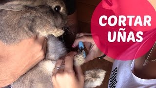 Cortar las uñas a un conejo TRANQUILO o NERVIOSO [upl. by Aydni586]