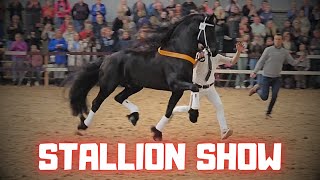 Stallion show With the worlds best approved KFPS breeding stallions  Friesian Horses [upl. by Derr]