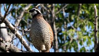 Bobwhite compilation [upl. by Anirbas]