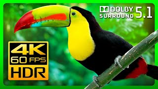 The Most Colorful Animals in Amazing 4K HDR  Relax with Nature Sounds [upl. by Nitniuq]