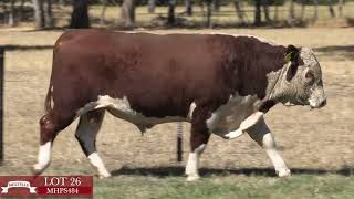 Lot 26 MHPS512 Melville Herefords 2023 [upl. by Tome]