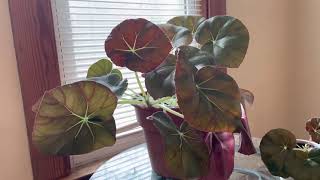 Beefsteak Begonia update [upl. by Cicero]